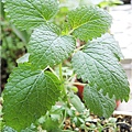 Lemon Balm