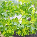 Parsley