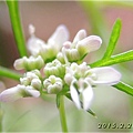 Blooming Coriander