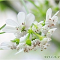 Blooming Coriander