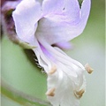 Blooming Basil