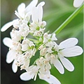 Blooming Coriander