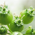 fructifying Coriander