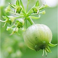 Coriander