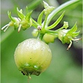 Coriander