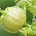 Coriander