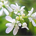 Coriander