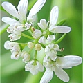 Coriander