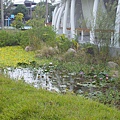 籽公園生態池
