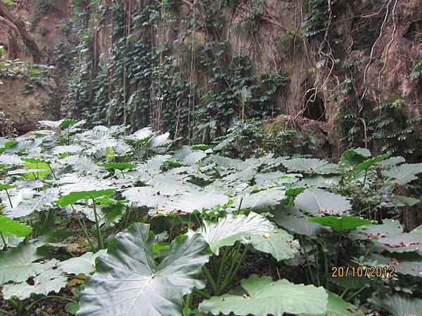 附生植物2