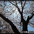 20130403_131856.jpg