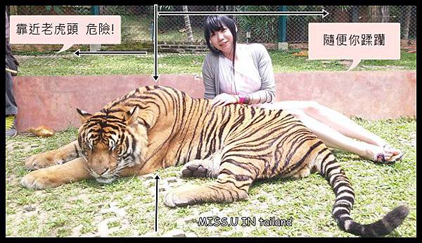 ♥ Tiger Kingdom 清邁老虎園 ♥