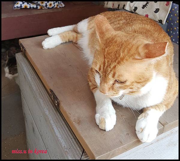 全州貓咪 全州貓咪