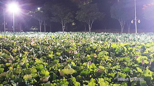 20180701_212655.jpg 20180701_212655.jpg