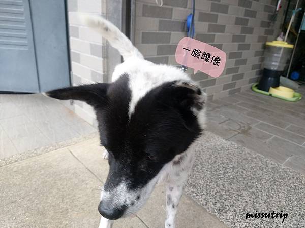 主食犬餐盒 濕狗糧