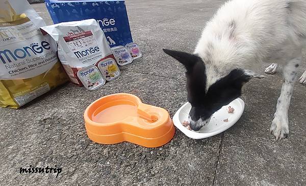 主食犬餐盒 濕狗糧