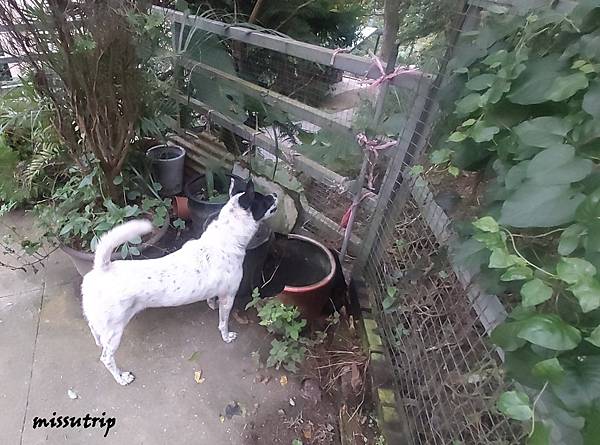 主食犬餐盒 濕狗糧