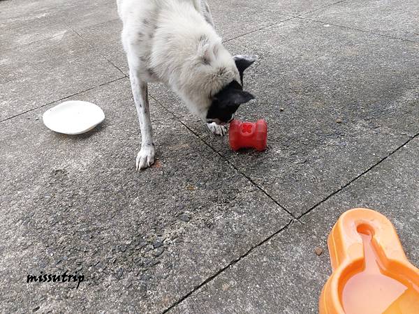 主食犬餐盒 濕狗糧