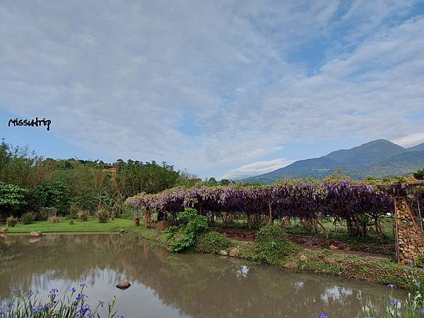 淡水紫藤咖啡園