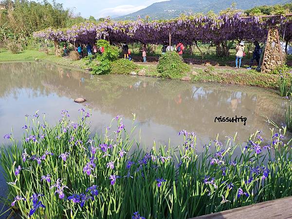 淡水紫藤咖啡園