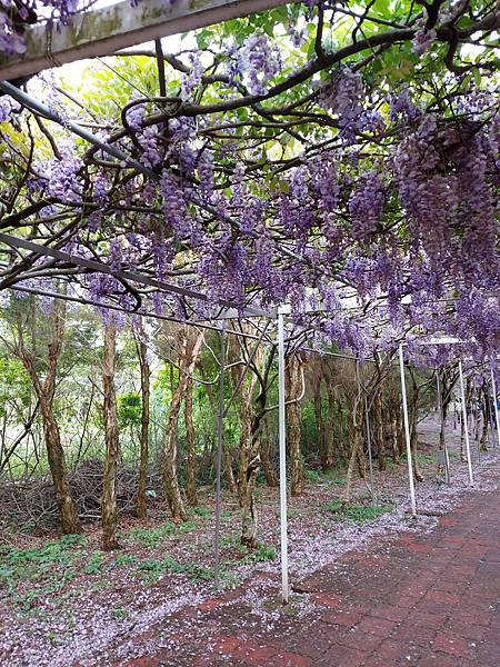 淡水紫藤咖啡園