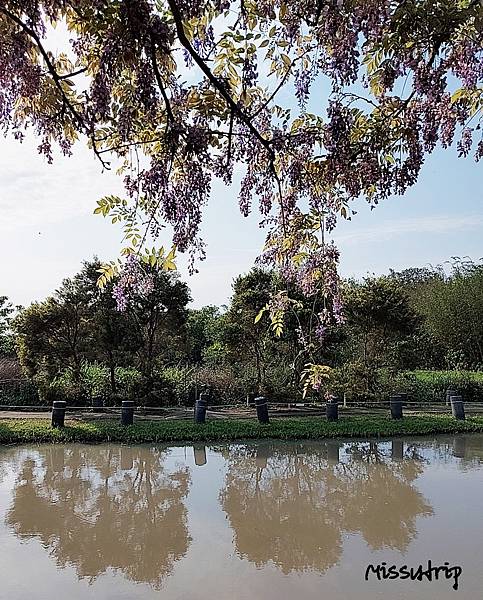 淡水紫藤咖啡園