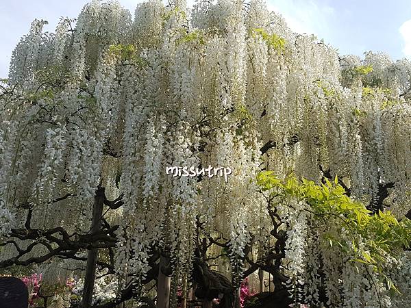 東京足立花園 (4).jpg