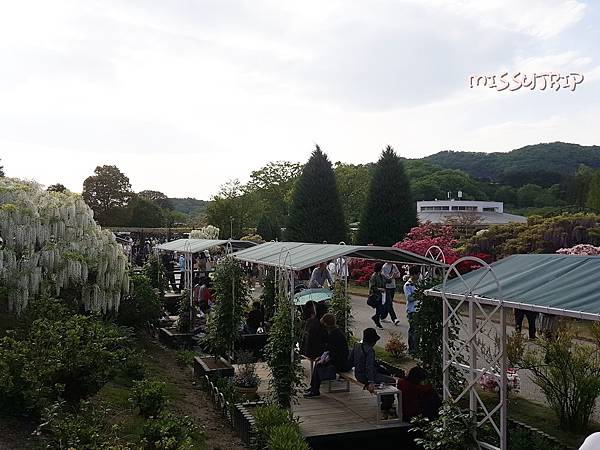 東京足利花園 (17).jpg