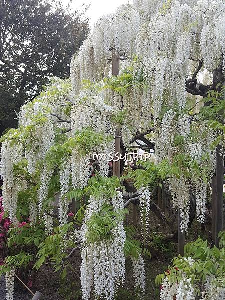 東京足立花園 (19).jpg