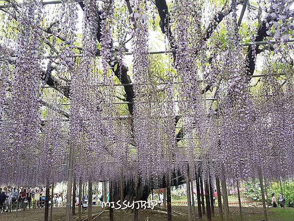 東京足立花園 (30).jpg