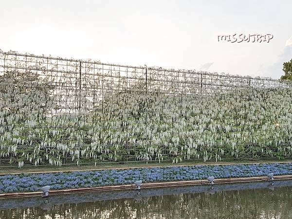 東京足立花園 (44).jpg 東京足立花園 (44).jpg