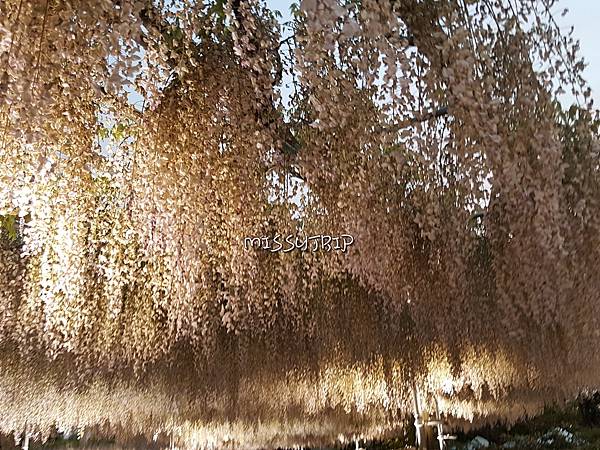 東京足立花園 (52).jpg