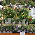 東京足立花園 (97).jpg