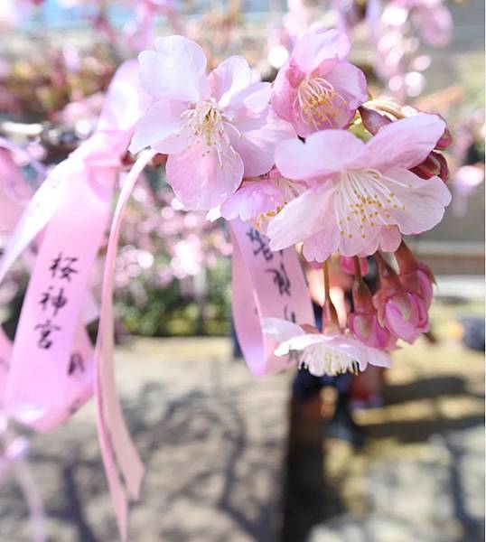 櫻神社21