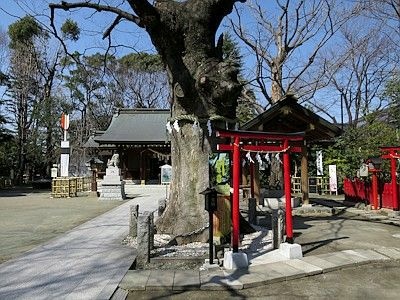 櫻桃魔法 町田啟太  初詣的神社 (2)