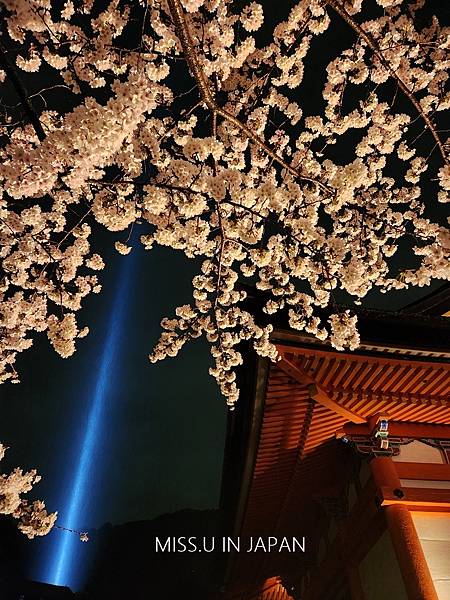 清水寺 夜櫻 (3).jpg