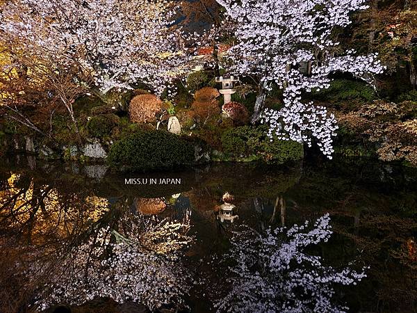 清水寺 夜櫻 (14).jpg