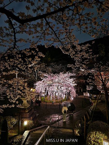 清水寺 夜櫻 (34).jpg