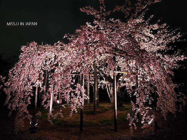 清水寺 夜櫻 (35).jpg