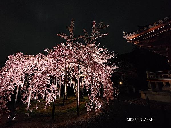 清水寺 夜櫻 (36).jpg