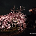 清水寺 夜櫻 (36).jpg