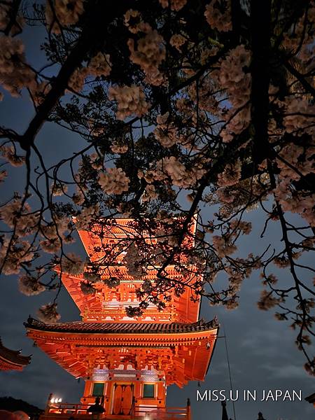 清水寺 夜櫻 (37).jpg