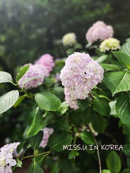 太宗台繡球花 (12).jpg