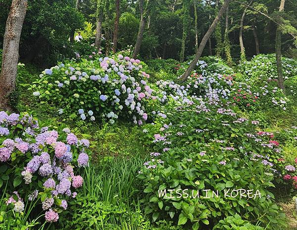 太宗台繡球花 (14).jpg