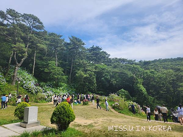 太宗台繡球花 (15).jpg