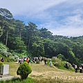 太宗台繡球花 (15).jpg