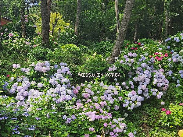 太宗台繡球花 (16).jpg