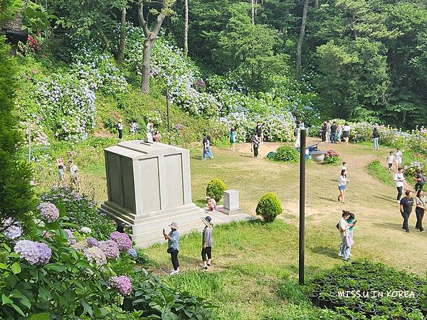 太宗台繡球花 (25).jpg