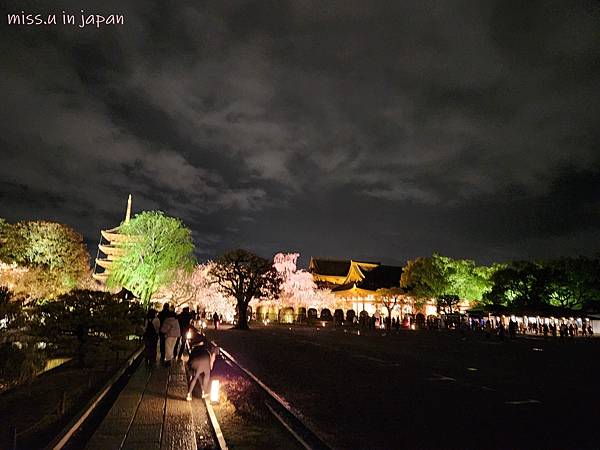 [京都賞櫻勝地]  24小時浪漫美麗的京都「東寺」賞櫻名所夜