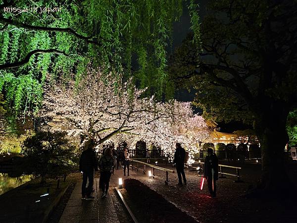 [京都賞櫻勝地]  24小時浪漫美麗的京都「東寺」賞櫻名所夜